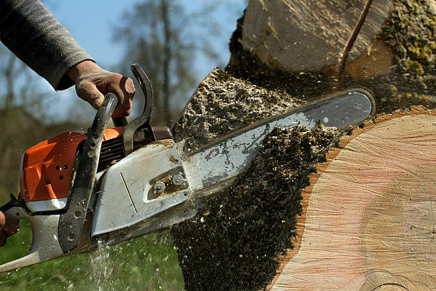 The Steps Involved in Our Tree Care Process in Palm Beach Shores, FL